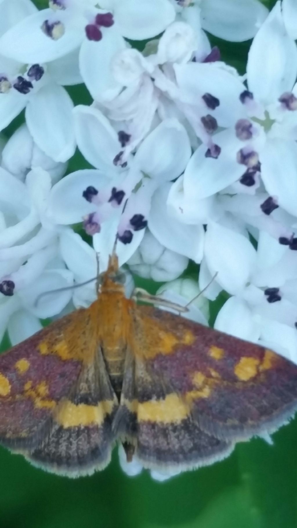 Pyrausta aurata  (Crambidae)